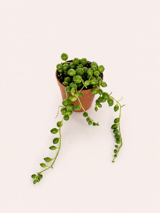 String of Pearls 2 inch