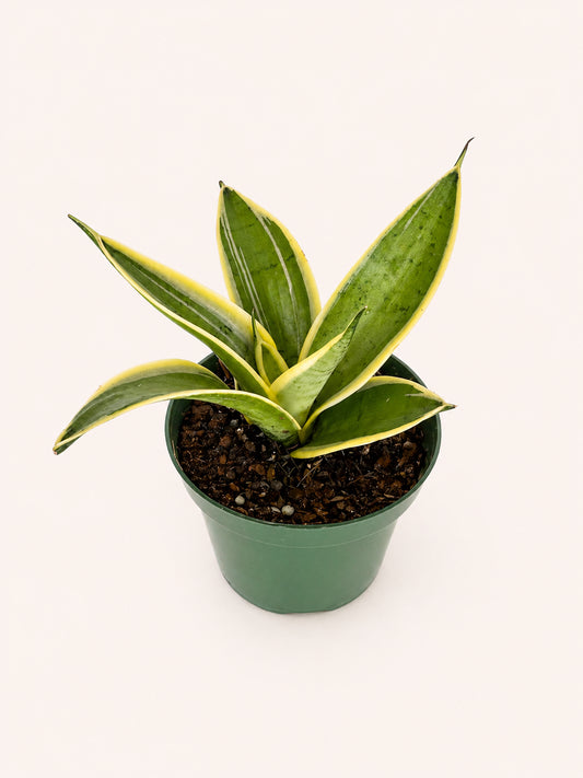 Marble Star Snake Plant