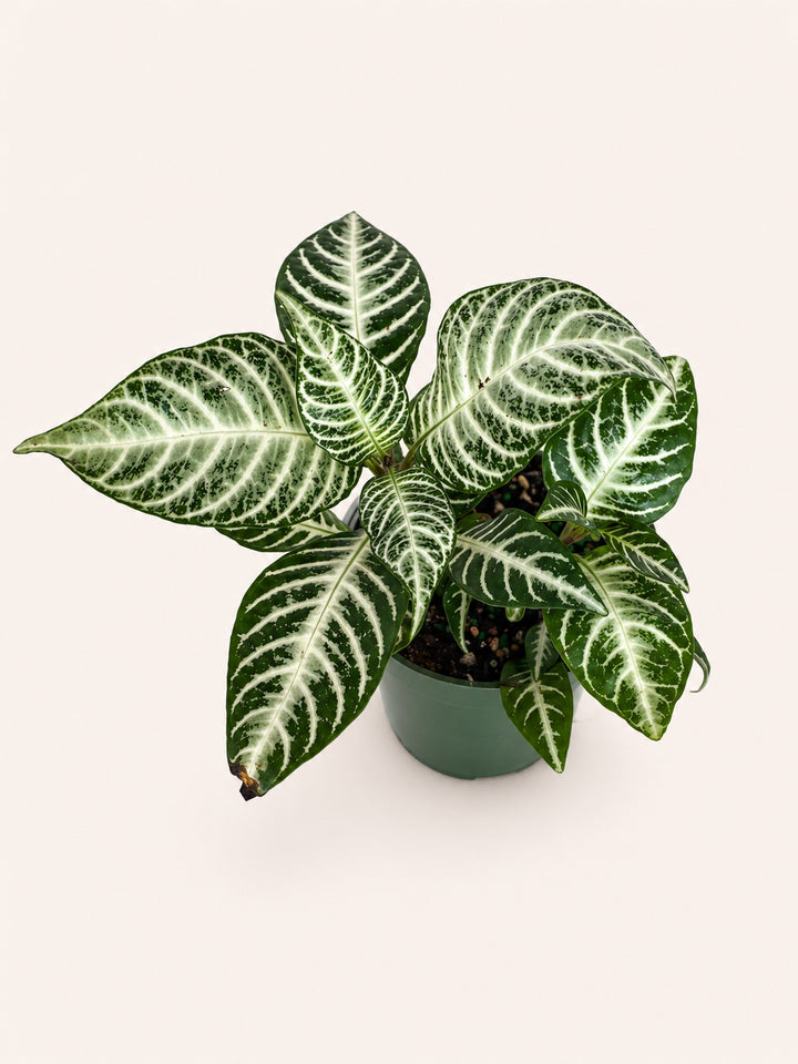 Aphelandra Snow White Zebra