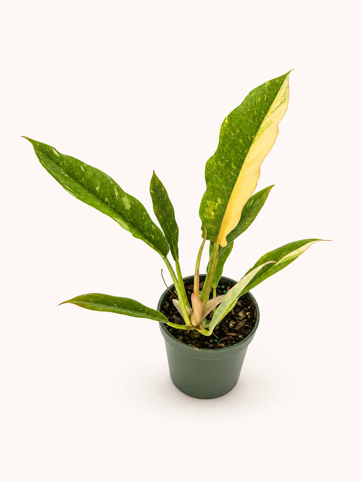 Philodendron Ring of Fire