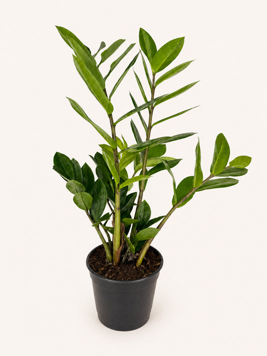 ZZ Plant 4 inch