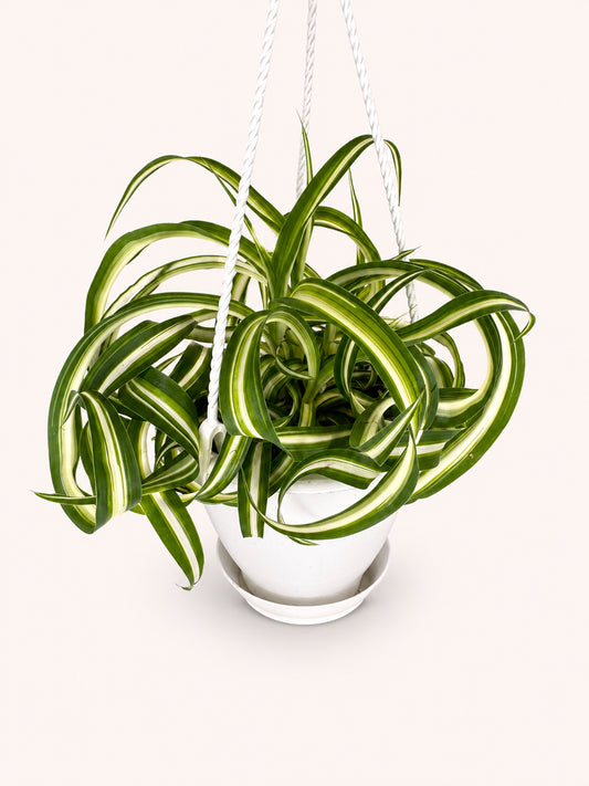 Bonnie Spider Plant 4 inch