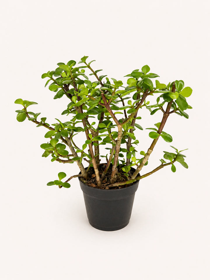 Portulacaria