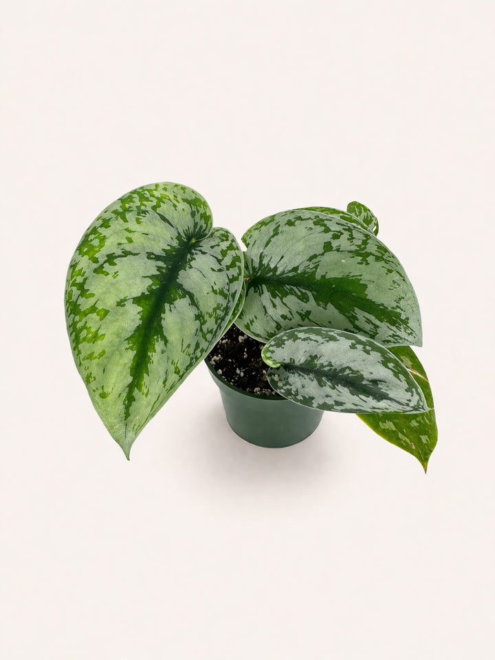 Scindapsus Exotica