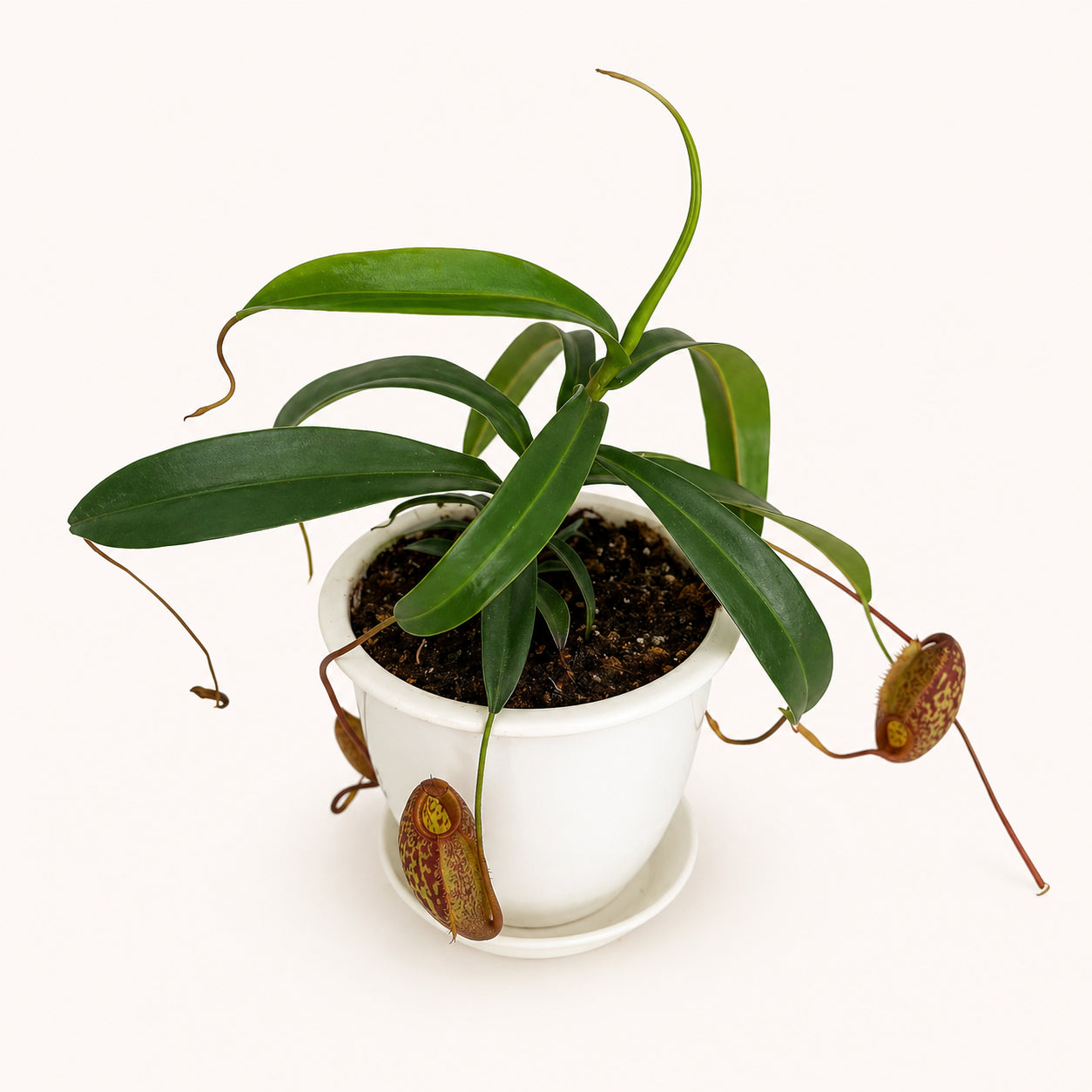 Nepenthes Aristolochioides x Spectabilis