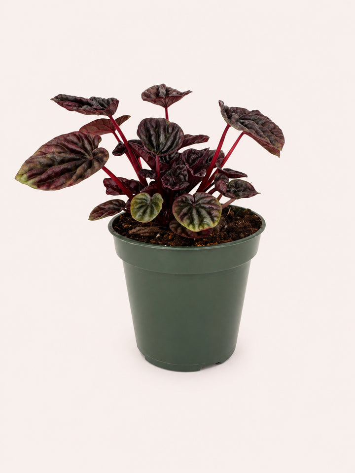 Peperomia Red Luna