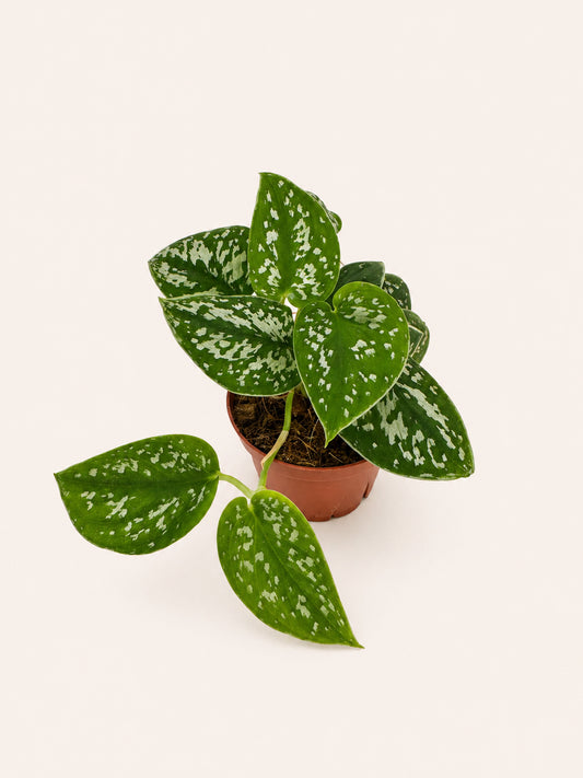 Scindapsus Pictus 4 inch