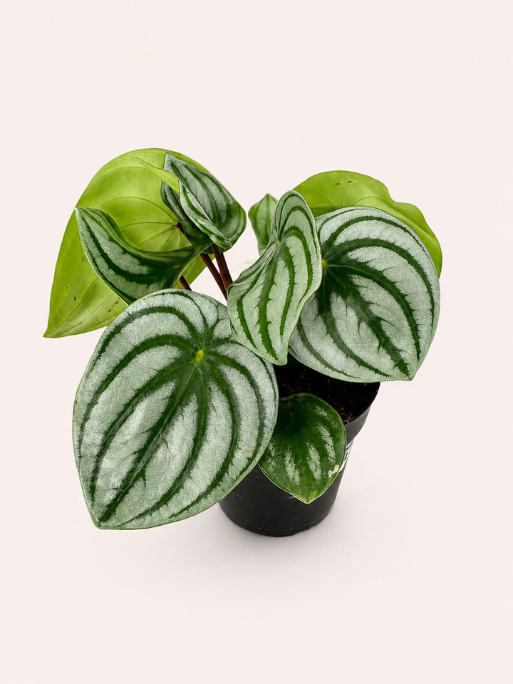 Peperomia Watermelon