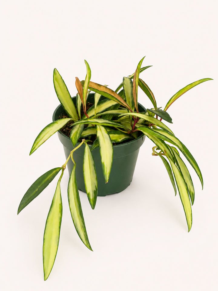 Hoya Wayetti