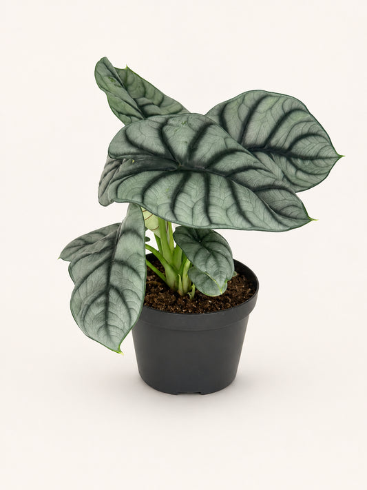 Alocasia Silver Dragon 4 inch