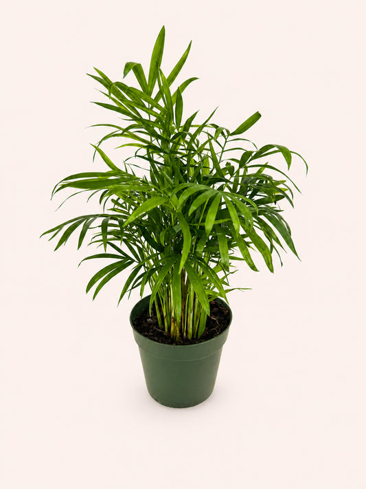 Bella Palm