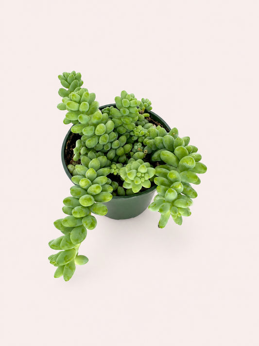 Burrow Tail 2 inch