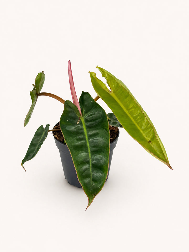 Philodendron Billietiae