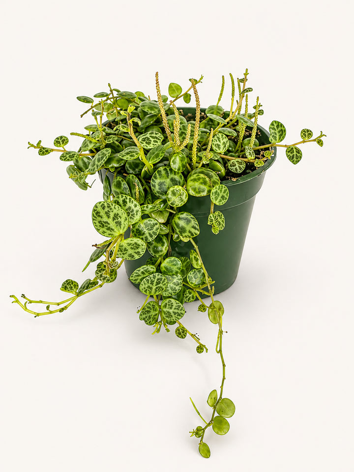 String of Turtles