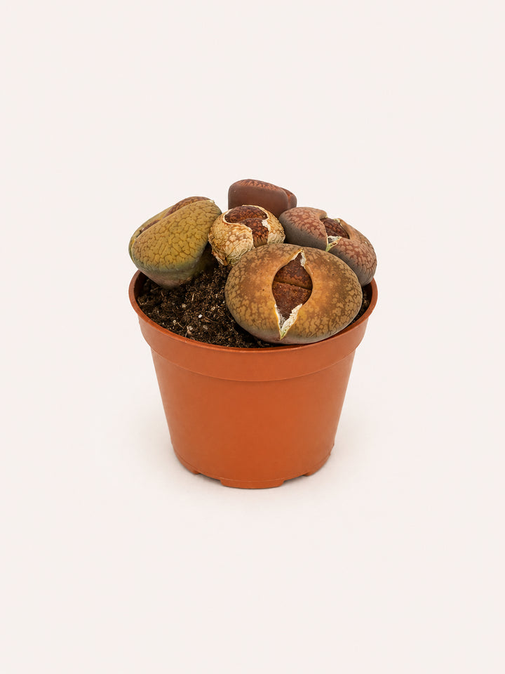 Lithops