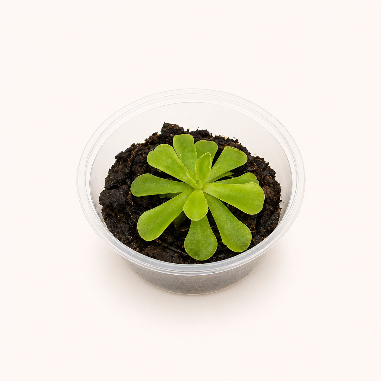 Pinguicula Butterwort