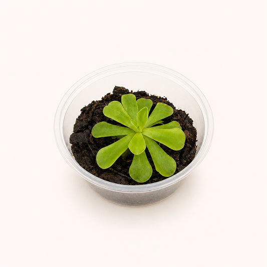 Pinguicula Butterwort