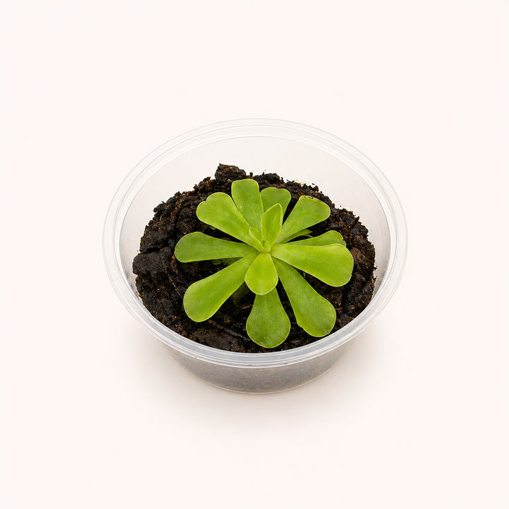 Pinguicula esseriana Butterwort