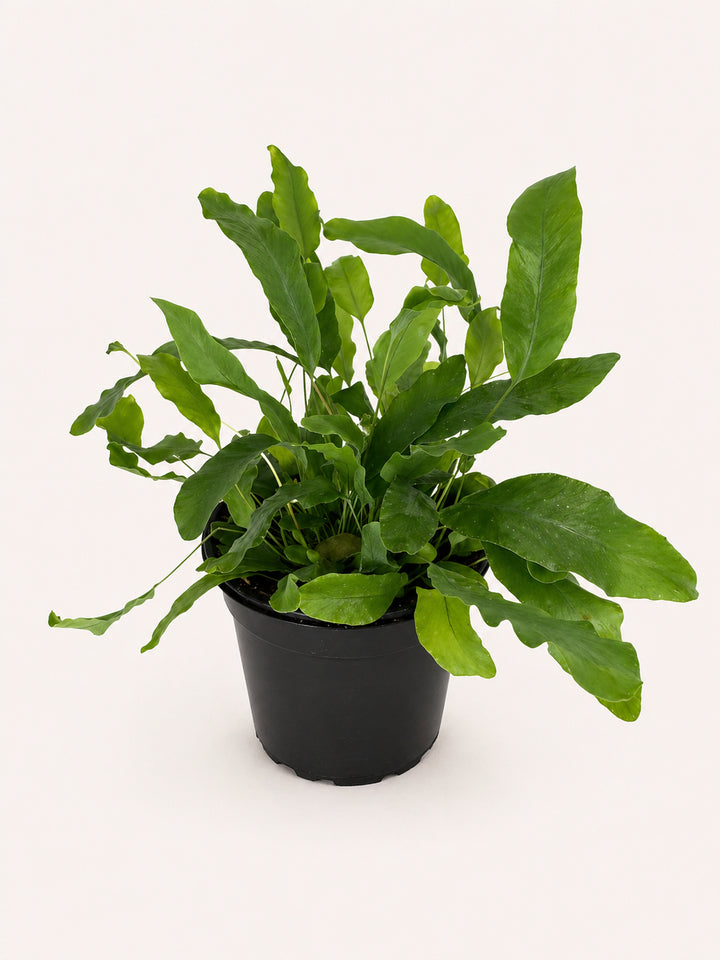 Blue Star Fern
