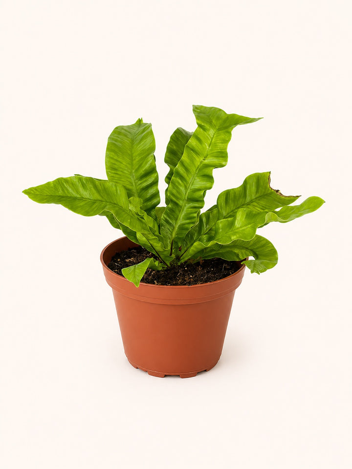 Crispy Wave Fern