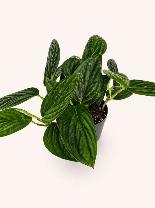 Monstera Peru (Monstera karstenianum)