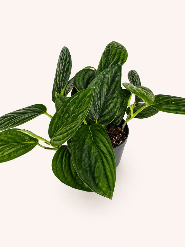 Monstera Peru