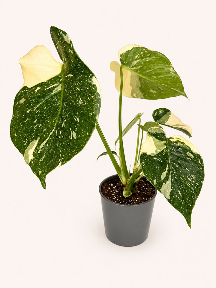 Monstera Thai Con