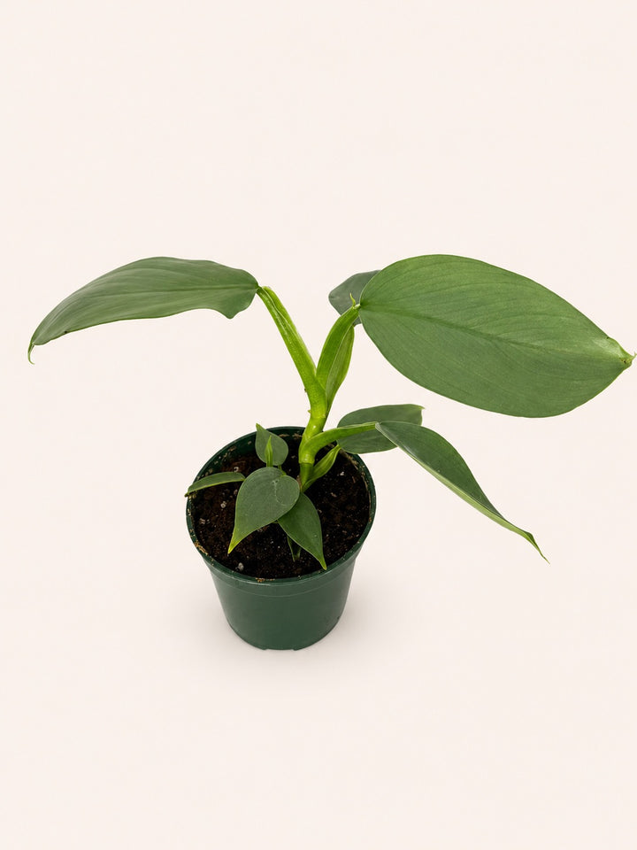 Scindapsus Green