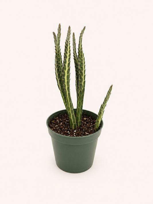 Senecio stapeliiformis (candle plant succulent)