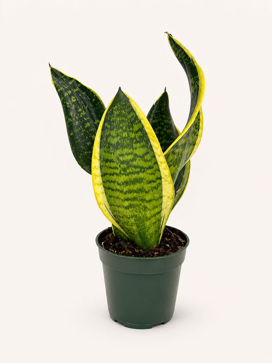 Sansevieria 'Superba' snake plant