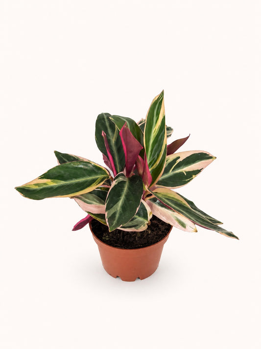 Triostar Stromanthe (Stromanthe sanguinea 'Triostar')